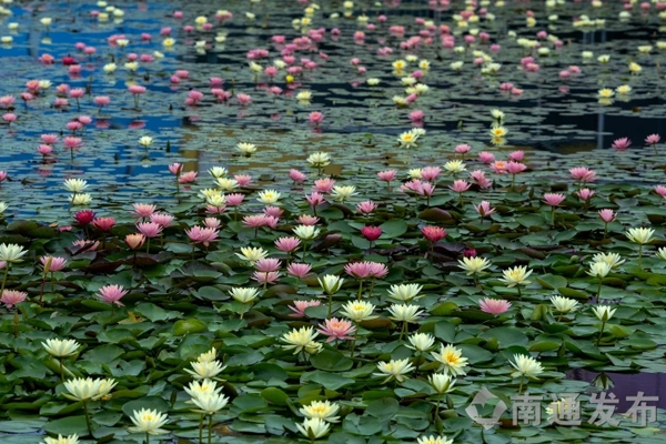 Spectacular water lilies bloom at Zhouji Green Expo Park