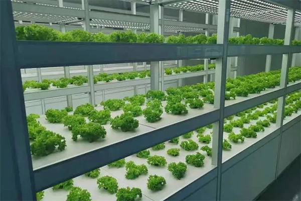 Technology advances smart agriculture in Tongzhou