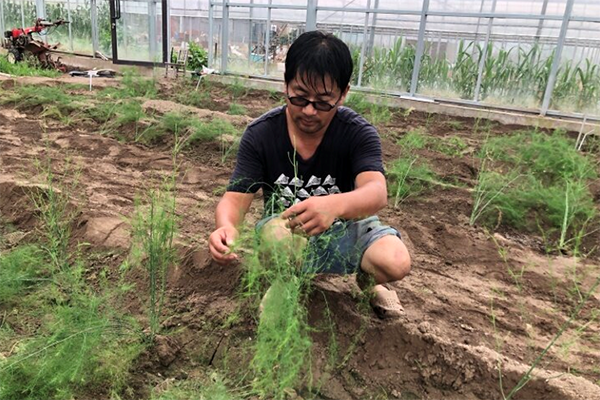 Dongping village cultivates asparagus to boost local economy