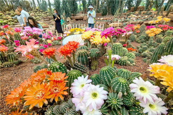 Cactus species in full bloom at Nantong Zhou Ji Green Expo Garden