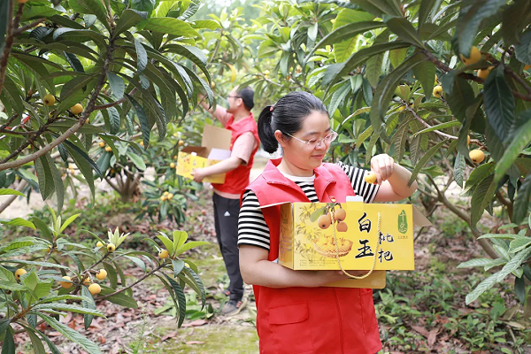 Loquat harvest benefits farmers in Tongzhou