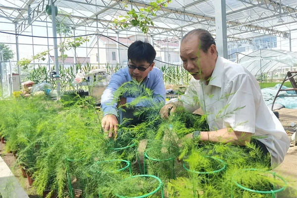 Tongzhou nurtures asparagus hyperandrogenic plants