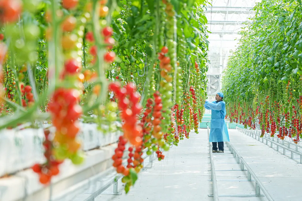 Smart farming initiatives boost agricultural modernization in Tongzhou