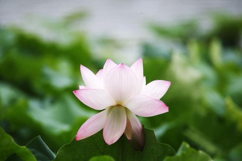 Lotus flowers brighten Nantong in summer