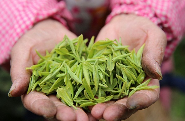 Tea harvest begins on Junshan Mountain