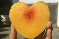 Rudong village secretary endorses home-grown yellow peaches