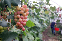 Grape planting increases income of Chongchuan farmers