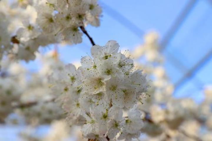 Cherry blossoms in Tongzhou Bay.jpg