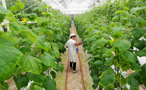 Internet-powered technology applied in vegetable cultivation in Chongchuan