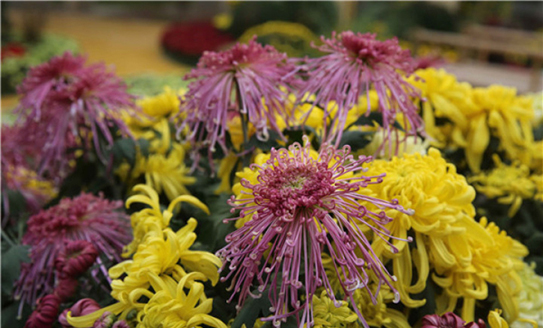 Chrysanthemum exhibition to open in Chongchuan on Oct 29