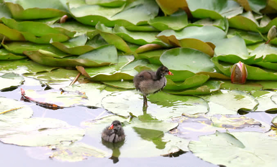 Memorial Park of Cao Ding shelters several moorhens