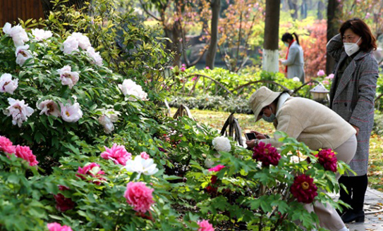 Peony festival held at Langshan scenic spot