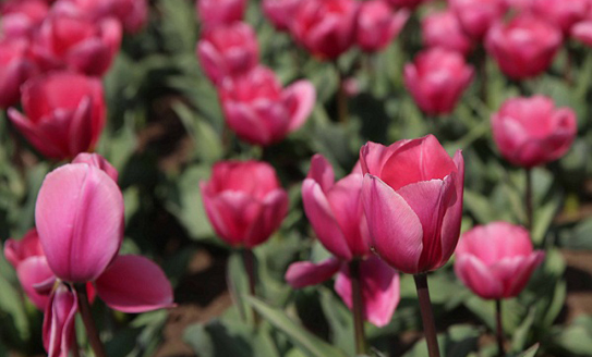 Tulip exhibition to open at Seyuan Garden