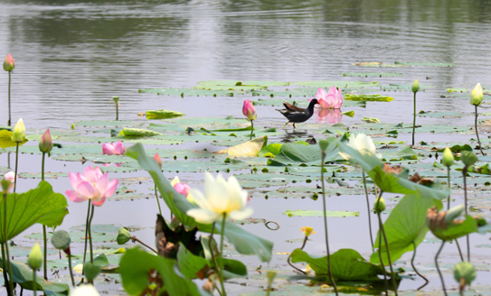 In pics: Lotus flowers bloom in Nantong Botanical Garden