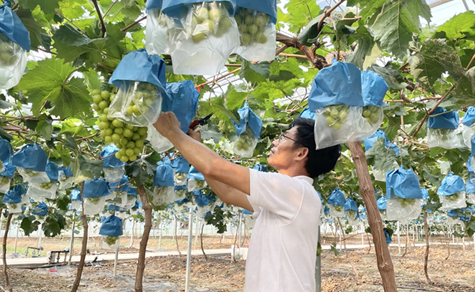 Agricultural park in Chongchuan enjoys grape harvest