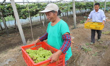 Bountiful grape harvest boosts employment for CCEDZ disabled