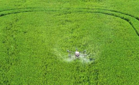 Modern technology flies in to help with Chongchuan rice crop