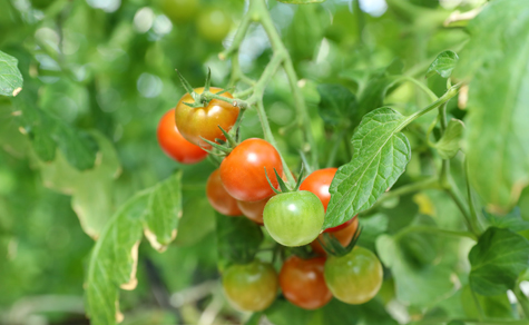 Smart tech applied to vegetable cultivation in Chongchuan