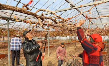 People with disabilities in CCEDZ prepare for grape planting