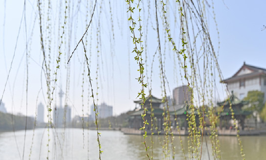 In pics: Languid, wistful willow trees line Haohe River