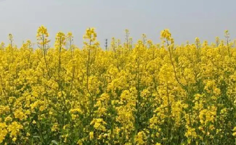 In pics: Magnificent views of golden rapeseed in Chongchuan