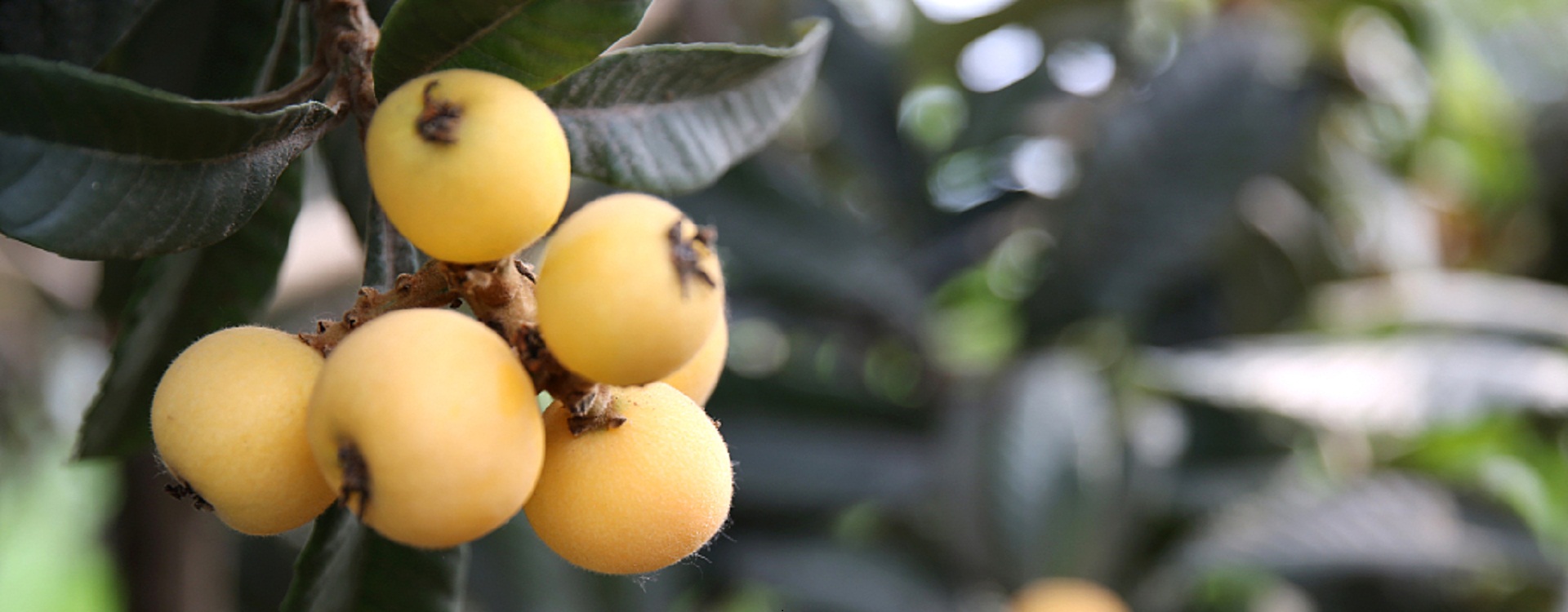 Quench your thirst with sweet and juicy loquats