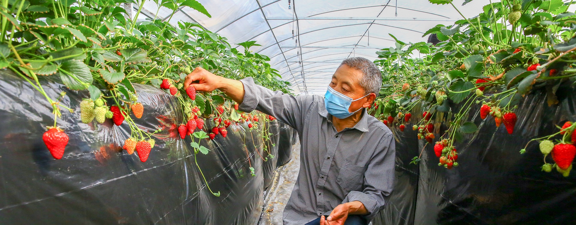 ​Harvest season for strawberries starts in Rugao