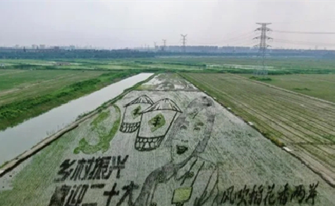 Rice paddy painting created in Chongchuan district