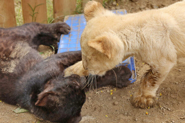 Nantong Forest Park to welcome wild animals