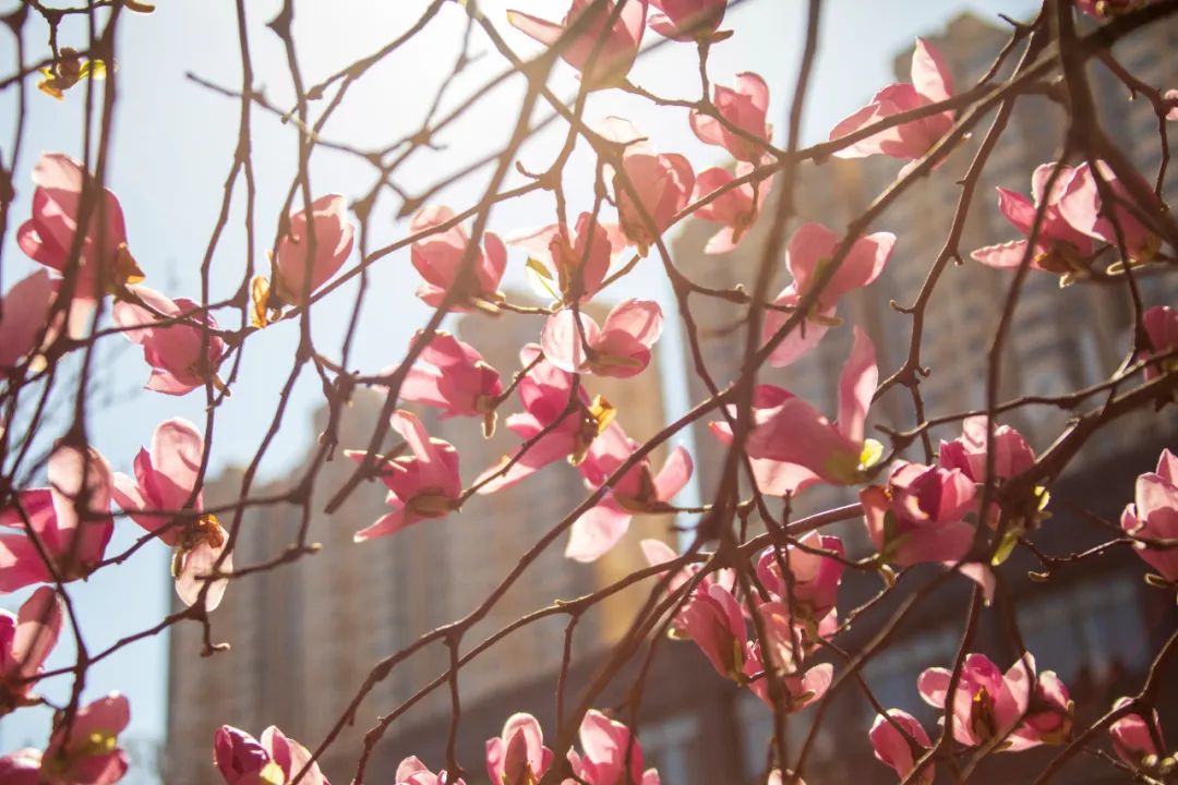 In pictures: Yulan magnolia flowers bloom in Haimen