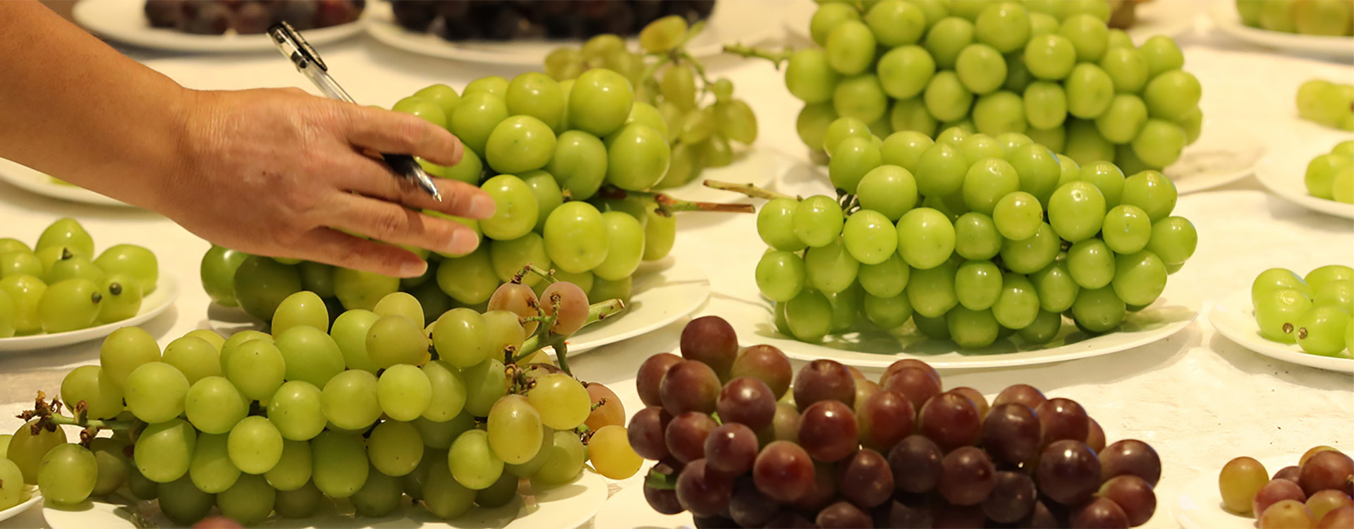 High-quality grape from Tongzhou shines in provincial competition