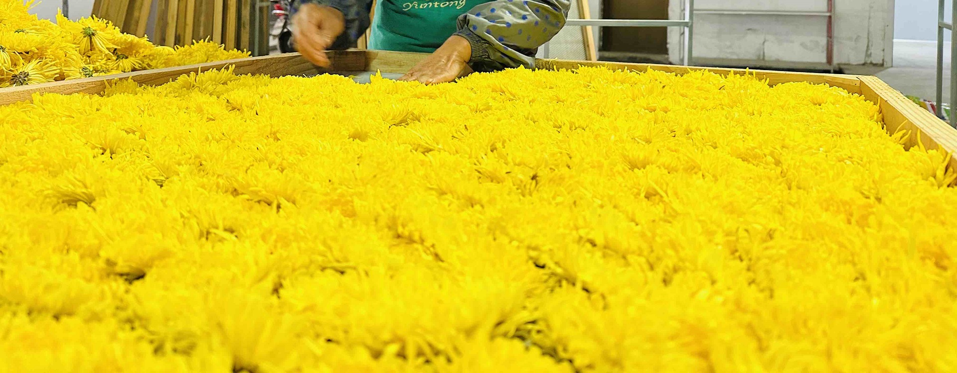 Golden Chrysanthemums bloom for prosperity