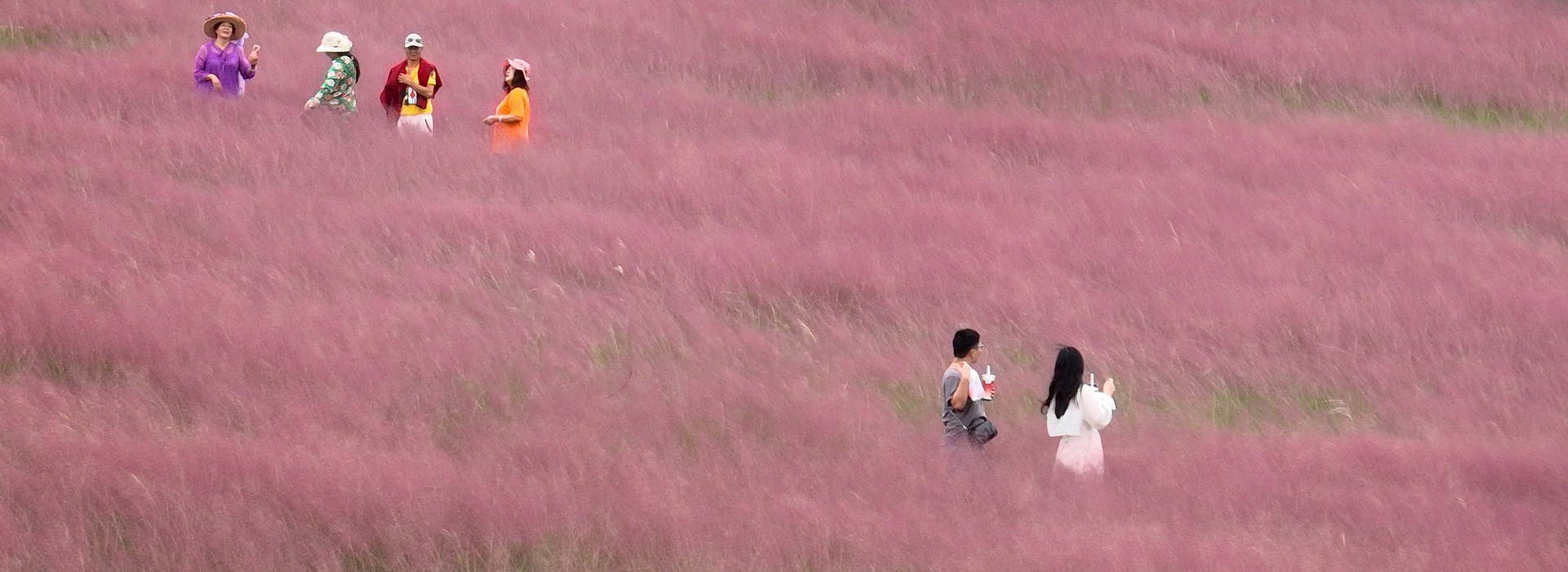 Pink muhly grass in Haimen enters peak viewing season