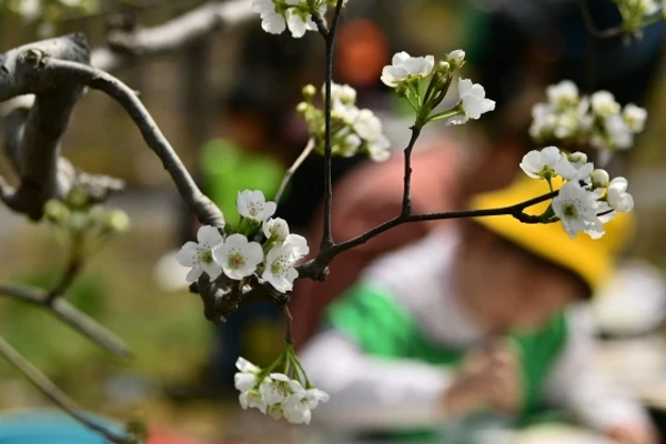 Blooming pear flowers make Hai'an a popular destination