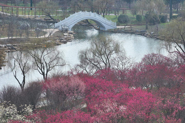 In pics: Plum blossom spectacle unveils in Tongzhou