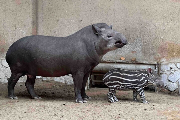 South American tapir baby debuts at Nantong Wildlife Park