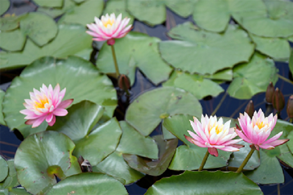 Water lilies transform Qixing Lake into artistic masterpiece