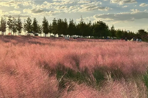 Pink muhly grass in Haimen enters peak viewing season