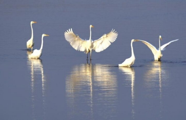 In pics: Nantong, a key stop for migratory birds