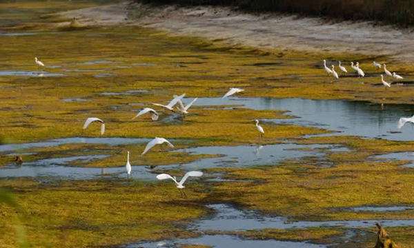 Migrant birds stopover at Golden Beach in Qidong