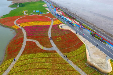 Tulip blossoms create floral 'carpet' at Yuantuojiao resort