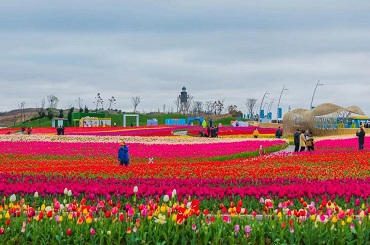 Tulip flora expo to be launched this March