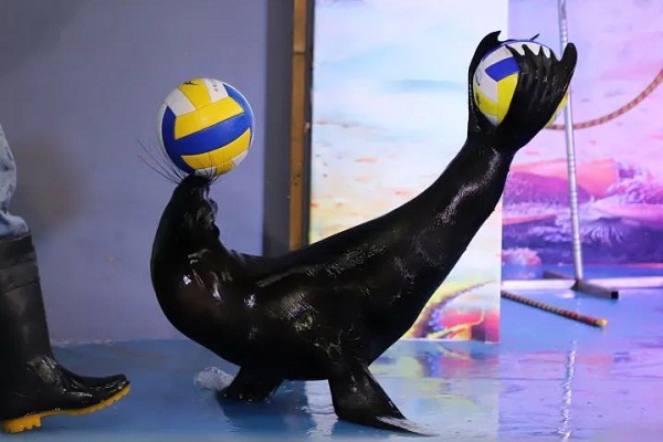 Free sea lion performances offered at Golden Beach Scenic Area