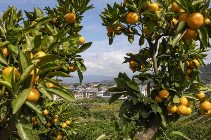 Tangerine harvest season arrives in Ninghai      