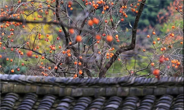 'Diaohong' persimmon in Shilin village