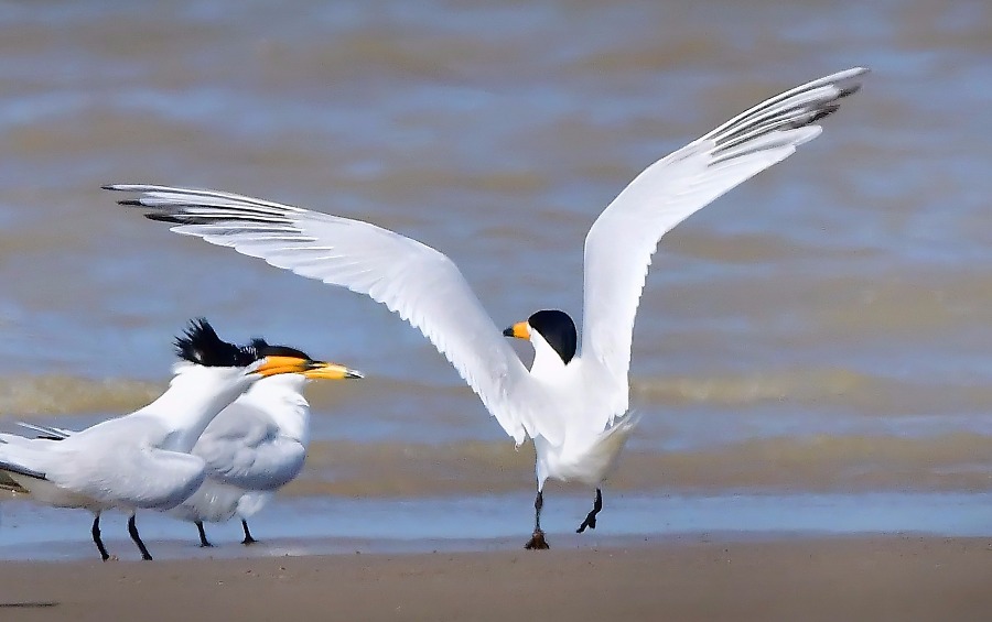 Guardians dedicated to protecting crested terns