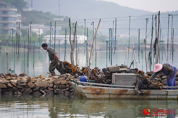 In pics: Farmers harvest kelp in Ningbo, E China's Zhejiang