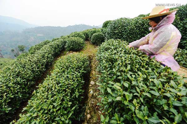 Zhejiang upping rural dividends in common prosperity push