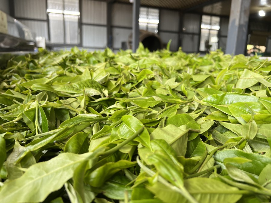 China's farm produce foreign trade up 6.4% in H1