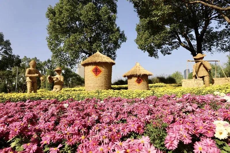Places to admire chrysanthemum blossoms in Ningbo 